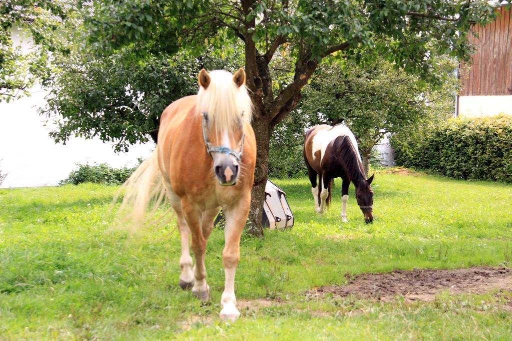 Hotel-Gasthof Zum Oberen Wirt Regen Esterno foto
